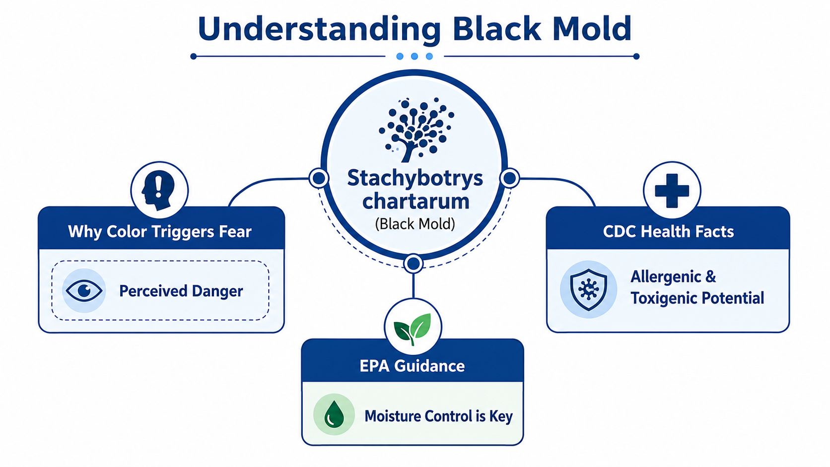 A diagram outlining the characteristics of black mold, specifically Stachybotrys chartarum, including health facts and EPA guidance.